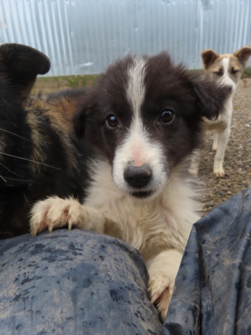 CASSIANA - chiot femelle, typée border collie, de taille moyenne à l'âge adulte - née environ en décembre 2023 - REMEMBER ME LAND - Adoptée par France (4190 - Belgique)  Cassia17