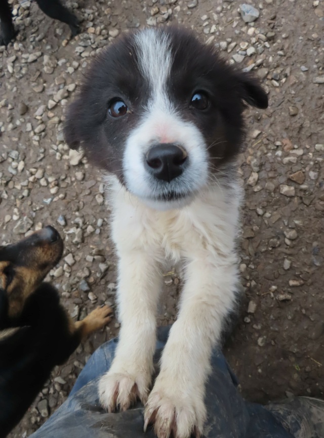 CASSIANA - chiot femelle, typée border collie, de taille moyenne à l'âge adulte - née environ en décembre 2023 - REMEMBER ME LAND - Adoptée par France (4190 - Belgique)  Cassia18