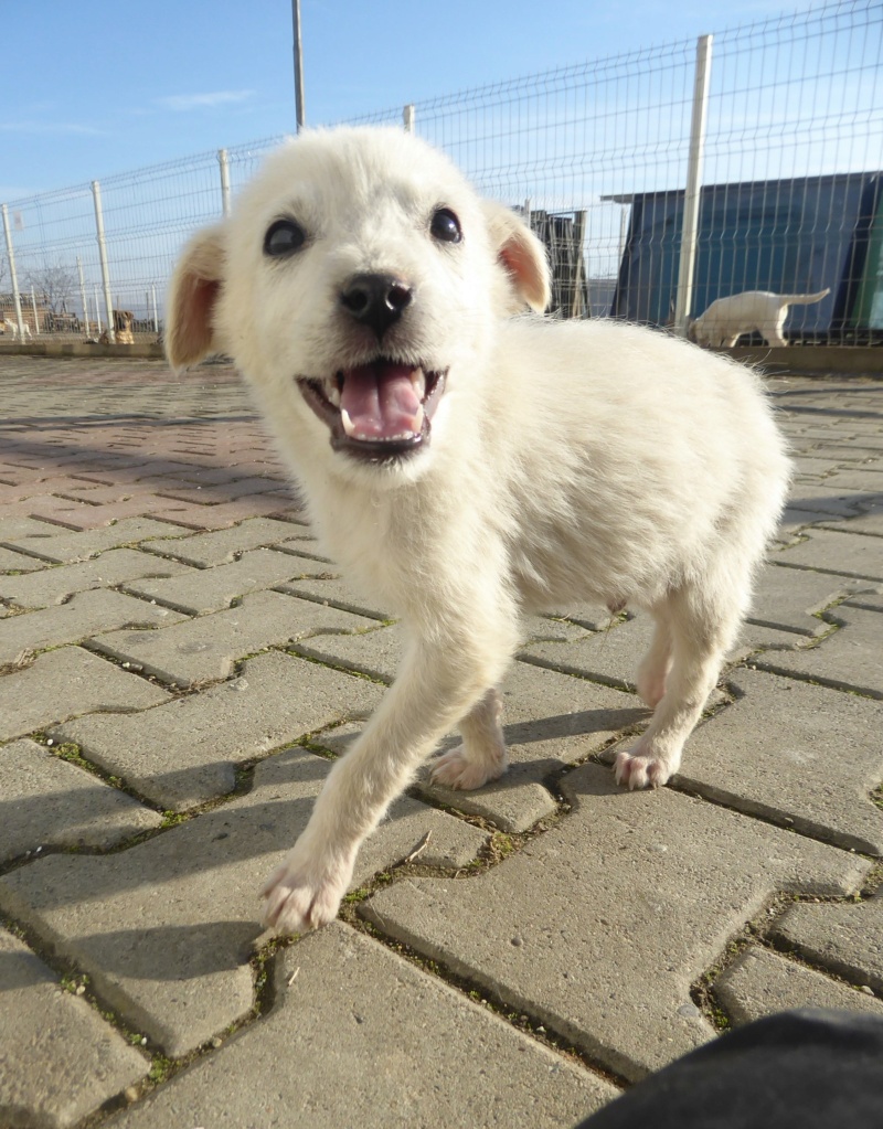 CHANCE - chiot mâle, de taille petite à moyenne à l'âge adulte - né environ en septembre 2022 - (Centre RM Pascani en Roumanie) - en FA chez Stéphanie (33)  - Adopté par Geneviève (33) Chance18