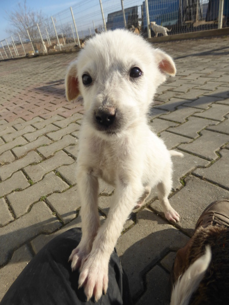 CHANCE - chiot mâle, de taille petite à moyenne à l'âge adulte - né environ en septembre 2022 - (Centre RM Pascani en Roumanie) - en FA chez Stéphanie (33)  - Adopté par Geneviève (33) Chance20