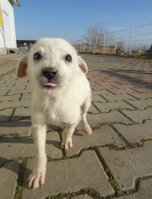 CHANCE - chiot mâle, de taille petite à moyenne à l'âge adulte - né environ en septembre 2022 - (Centre RM Pascani en Roumanie) - en FA chez Stéphanie (33)  - Adopté par Geneviève (33) Chance23