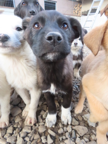 DRAGO (ex CHANDLER) - chiot mâle, de taille petite à moyenne à l'âge adulte - né environ en août 2023 - REMEMBER ME LAND - Adopté par Adrien et Nina (92) Chandl20