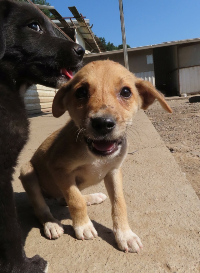 KAYA (ex CHAPKA) - chiot femelle, de taille petite à moyenne à l'âge adulte - née environ en avril 2023 - REMEMBER ME LAND - Adoptée par Marie (60) Chapka15