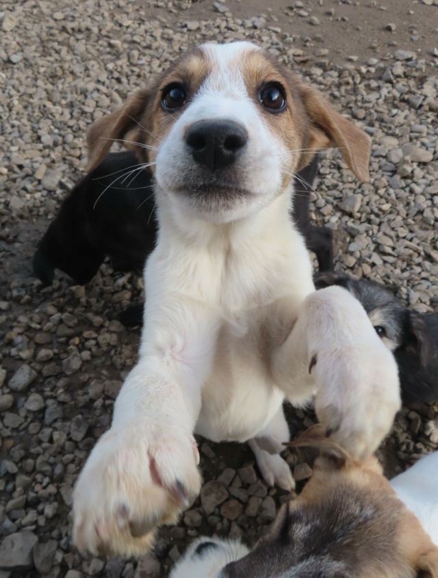 CHARLOT - chiot mâle, de taille moyenne à l'âge adulte - né environ en août 2023 - REMEMBER ME LAND - Adopté par Freddy (7100 - Belgique)  Charlo20