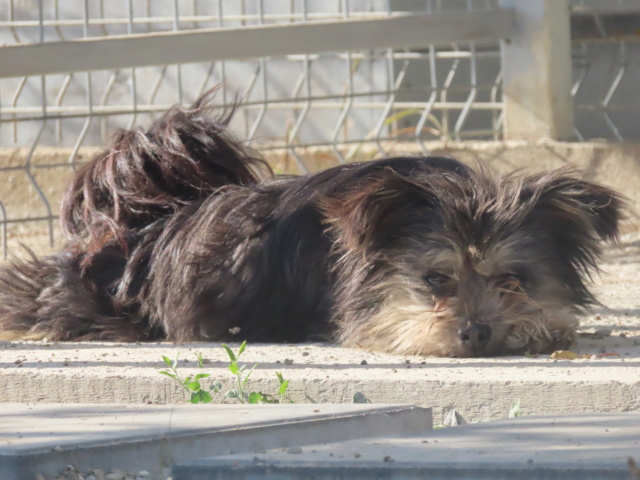 LOUNA (ex CHEWIE) - femelle croisée yorkshire, de petite taille - née environ en octobre 2021 - REMEMBER ME LAND - Adoptée par Nadia (88)  Chewie17