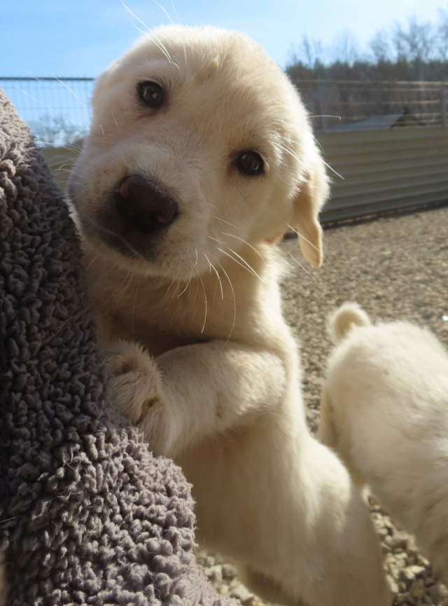 CHIARA - chiot femelle, typée croisée golden retriever, de taille moyenne à l'âge adulte - née environ en novembre 2023 - REMEMBER ME LAND - DECEDEE Chiara20