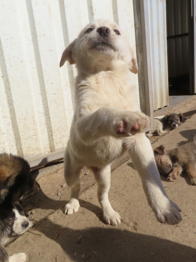 CHIARA - chiot femelle, typée croisée golden retriever, de taille moyenne à l'âge adulte - née environ en novembre 2023 - REMEMBER ME LAND - DECEDEE Chiara23