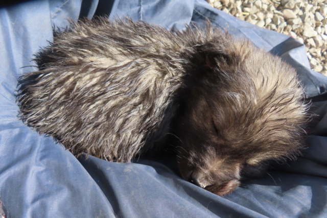 CHIFOUMI - chiot mâle, de petite taille à l'âge adulte - né environ en janvier 2024 - REMEMBER ME LAND - DECEDE Chifou12
