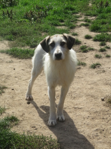 CHIMENE !! PLUS DE 5 ANS DE BOX !! femelle de taille moyenne, née en octobre 2015 (PASCANI) - REMEMBER ME LAND - en FA chez JACQUELINE (68) - ADOPTEE PAR JACQUELINE (68) - Page 9 Chimen17