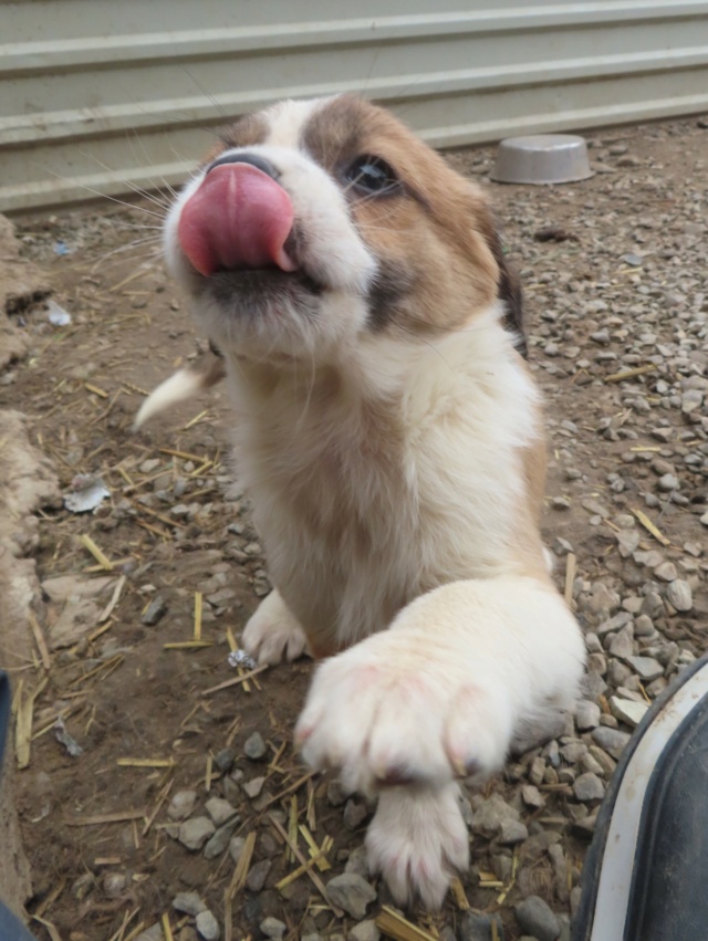 CHRISTIE - chiot femelle, typée mini saint bernard, de taille petite à moyenne à l'âge adulte - née environ en novembre 2023 - REMEMBER ME LAND - Adoptée par Fabio (1218 - Suisse)  Christ12