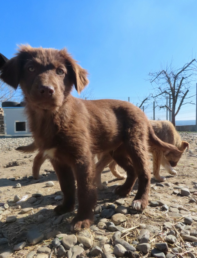 CIRRUS - chiot mâle, de taille moyenne à l'âge adulte - né environ en décembre 2022 - (Centre RM Pascani en Roumanie) - Adopté par Patricia (1243 - Suisse) Cirrus13