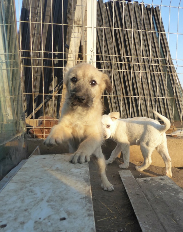 T'MOY (ex DANAE) - chiot femelle, de taille moyenne à l'âge adulte - née environ en septembre 2022 - (Centre RM Pascani en Roumanie) - Adoptée par Adeline (57)  Danae_23