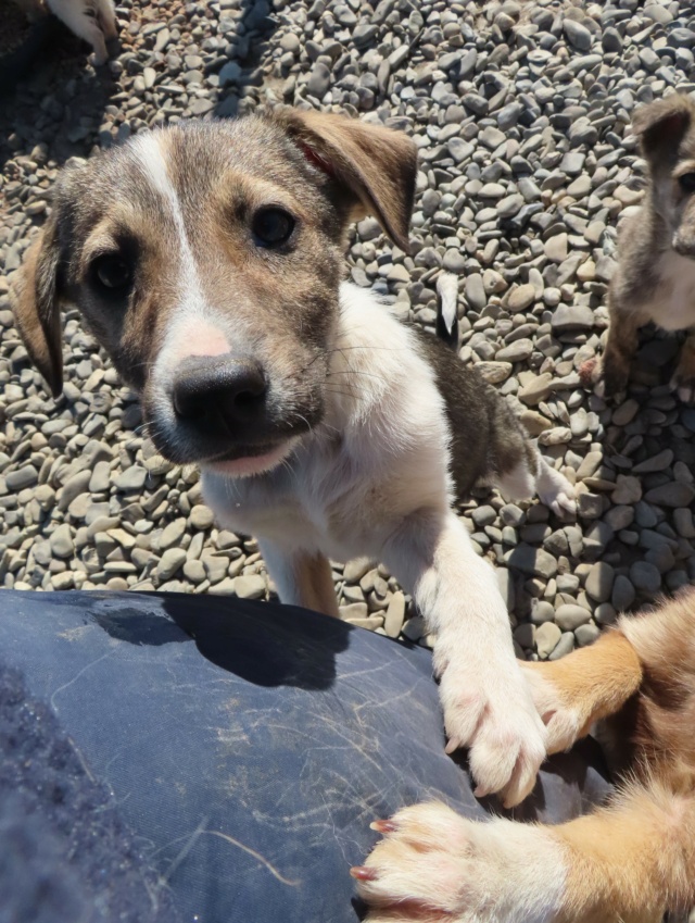 TAO (ex TAHO) - chiot mâle, de taille petite à moyenne à l'âge adulte - né environ en décembre 2022 - (Centre RM Pascani en Roumanie) - Adopté par Jean Luc et Isabelle (13) Dancer21