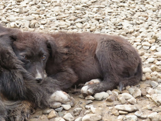 DJUMBE - chiot mâle, typé border collie, de taille moyenne à l'âge adulte - né environ en décembre 2022 - REMEMBER ME LAND - Adopté par Mara (1213 - Suisse) Djumbe19