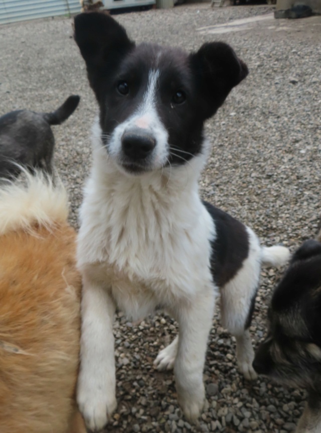 ESPERANTA - chiot femelle, typée croisée border collie, de taille moyenne à l'âge adulte - née environ en novembre 2023 - REMEMBER ME LAND Espera30