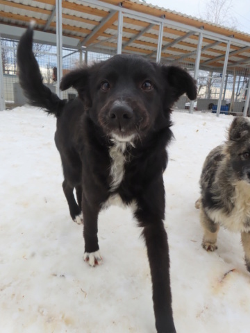 REGLISSE (ex ETERNITY) - chiot femelle, de taille moyenne à l'âge adulte - née environ en août 2023 - REMEMBER ME LAND - Adoptée par Charles (83)  Eterni25