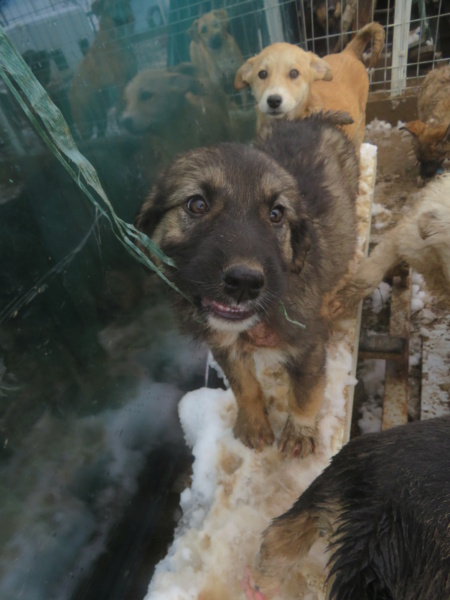 BOOMER (ex EXCELSIOR) - chiot mâle, de taille moyenne à l'âge adulte - né environ en août 2022 - REMEMBER ME LAND - Adopté par Carole (28)  Excels17