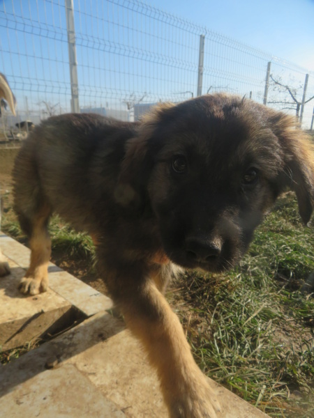 BOOMER (ex EXCELSIOR) - chiot mâle, de taille moyenne à l'âge adulte - né environ en août 2022 - REMEMBER ME LAND - Adopté par Carole (28)  Excels25