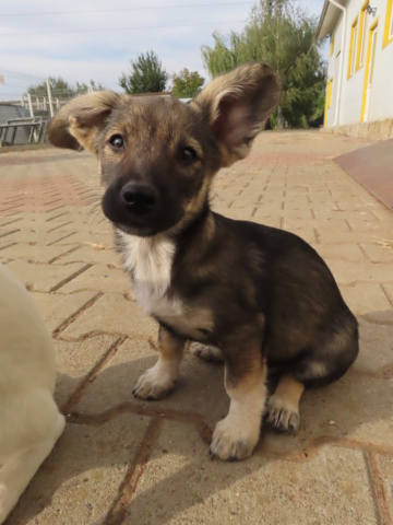 CALI (ex EZRA) - chiot femelle, de taille moyenne à l'âge adulte - née environ en juin 2023 - (Centre RM Pascani en Roumanie) - Adoptée par Chiara (13) Ezra_113