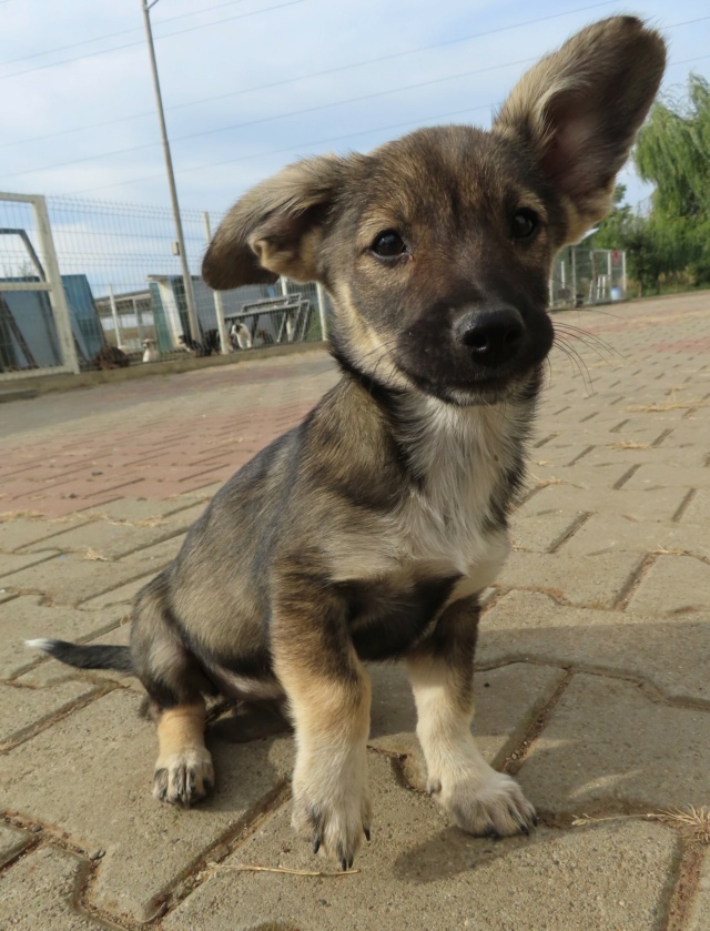 CALI (ex EZRA) - chiot femelle, de taille moyenne à l'âge adulte - née environ en juin 2023 - (Centre RM Pascani en Roumanie) - Adoptée par Chiara (13) Ezra_311