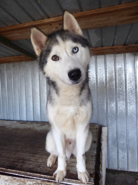 FALKOR - mâle husky, de taille moyenne - né environ en août 2020 - REMEMBER ME LAND Falkor16