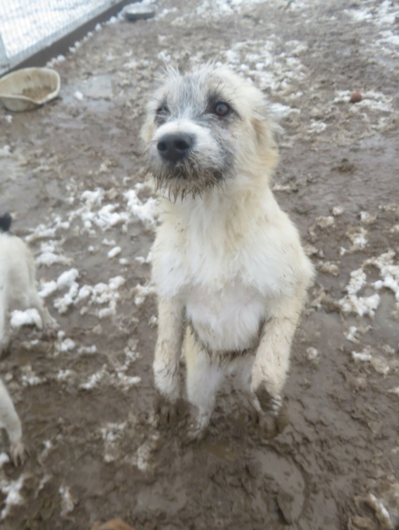 ALPHA (ex FANFAN) - chiot mâle , de taille moyenne à l'âge adulte - né environ en mai 2022 - Centre RM PASCANI (ROUMANIE) - Adopté par Cécile et Xavier (59)  Fanfan18