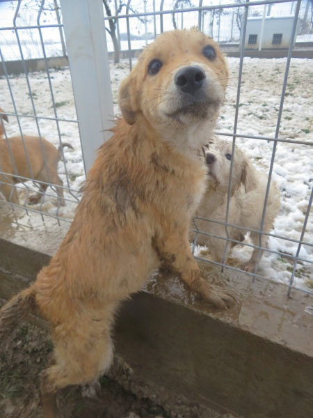 LAÏKA (ex FELINDRA) - chiot femelle , de taille petite à moyenne à l'âge adulte - née environ en juin 2022 - Centre RM Pascani (Roumanie) - Adoptée par Jeanne (54)  Felind24