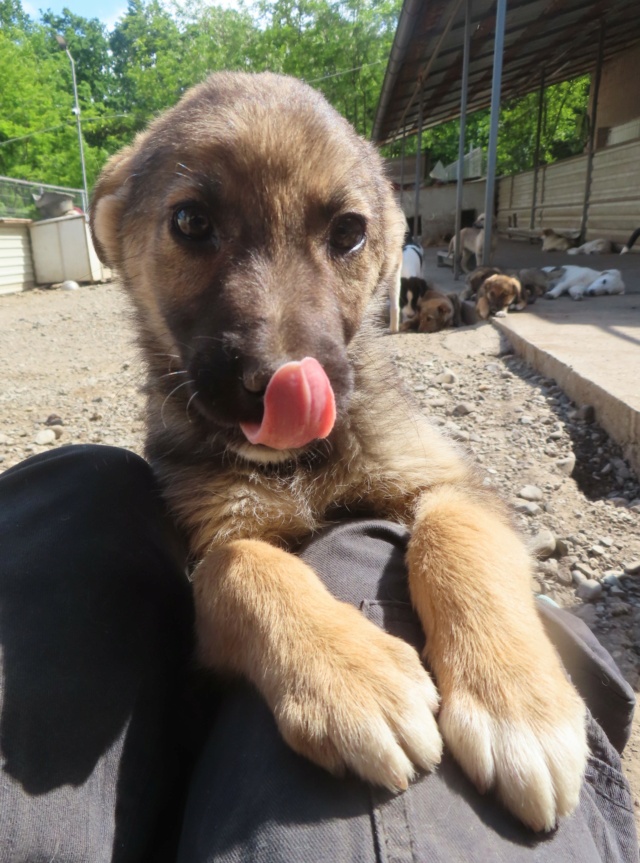 ICHIKA (ex FIFI) - chiot femelle, de taille moyenne à l'âge adulte - née environ en mars 2024 - REMEMBER ME LAND - Adoptée par Laurence (7850 - Belgique)  Fifi_310