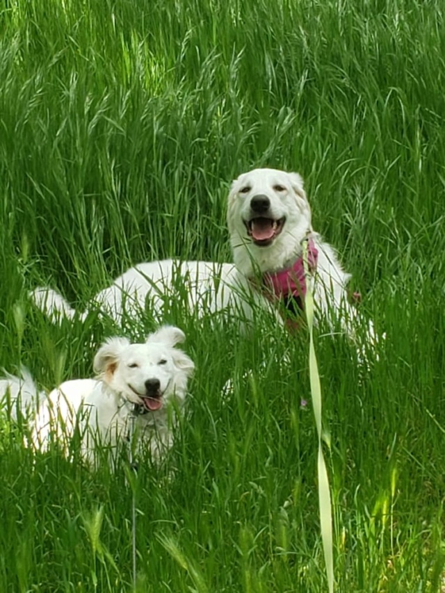 FIONA - chiot femelle, de taille moyenne à l'âge adulte - née environ en juin 2020 - REMEMBER ME LAND - Adoptée par Karine (92)  Fiona11