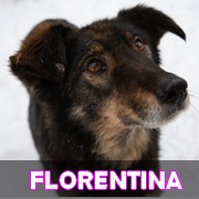Les chiens en captivité depuis 4 ans en un clin d'oeil - MISE A JOUR MARS 2024 Floren18