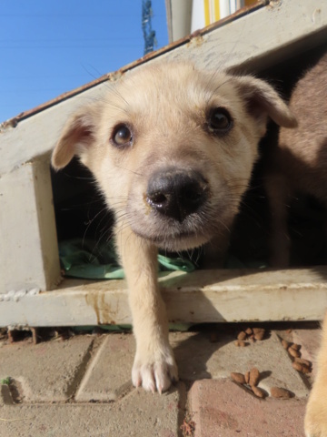 FOLK - chiot mâle, de petite taille à l'âge adulte - né environ en juillet 2023 - (Centre RM Pascani en Roumanie) - Adopté par Mathilde (21) Folk_510