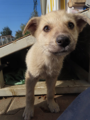 FOLK - chiot mâle, de petite taille à l'âge adulte - né environ en juillet 2023 - (Centre RM Pascani en Roumanie) - Adopté par Mathilde (21) Folk_610