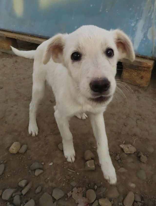 FOURMI - chiot femelle, de taille petite à moyenne à l'âge adulte - née environ en juin 2023 - (Centre RM Pascani en Roumanie) - Adoptée par Adrien (56) Fourmi10