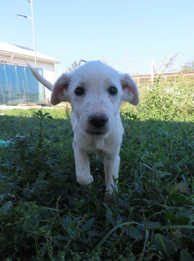 FOURMI - chiot femelle, de taille petite à moyenne à l'âge adulte - née environ en juin 2023 - (Centre RM Pascani en Roumanie) - Adoptée par Adrien (56) Fourmi21