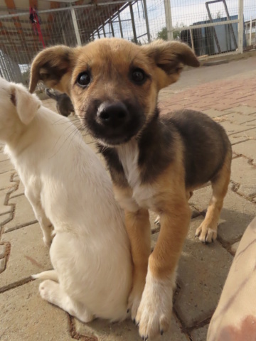 LAYA (ex FRIDA) - chiot femelle, de taille petite à moyenne à l'âge adulte - née environ en juin 2023 - (Centre RM Pascani en Roumanie) - Adoptée par Yoann (30) Frida_20