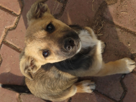 LAYA (ex FRIDA) - chiot femelle, de taille petite à moyenne à l'âge adulte - née environ en juin 2023 - (Centre RM Pascani en Roumanie) - Adoptée par Yoann (30) Frida_24