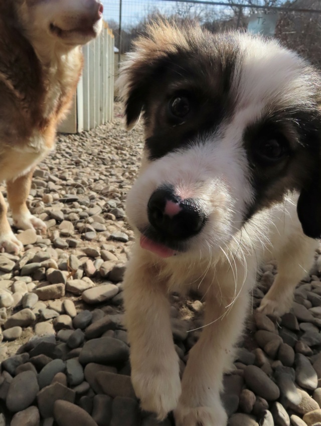 GALINA - chiot femelle, de taille moyenne, à l'âge adulte - née environ en novembre 2022 - REMEMBER ME LAND - Adoptée par Cindy (4840 - Belgique) Galina21