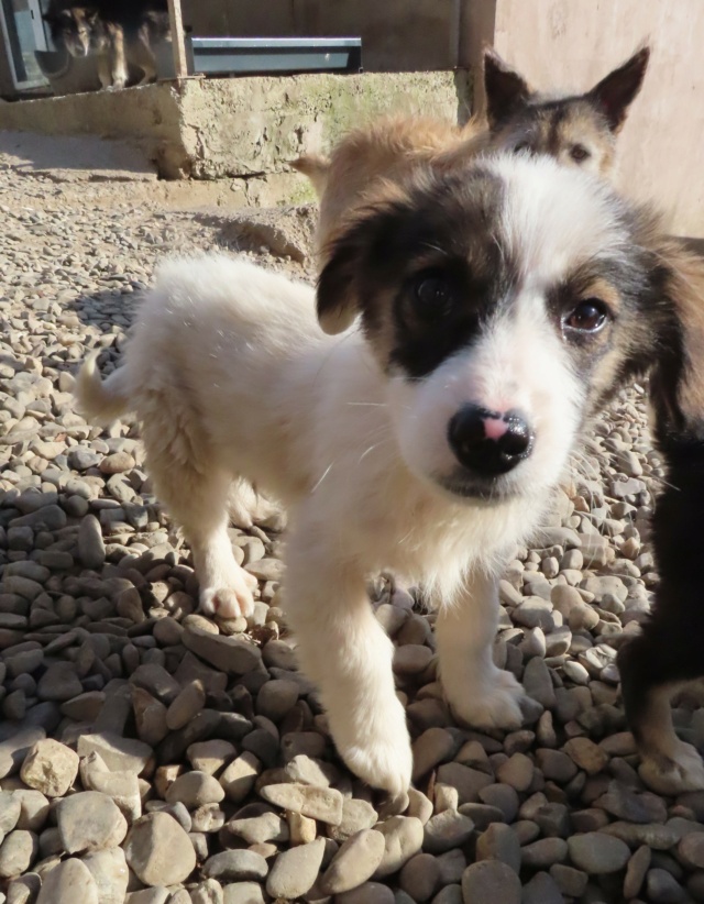 GALINA - chiot femelle, de taille moyenne, à l'âge adulte - née environ en novembre 2022 - REMEMBER ME LAND - Adoptée par Cindy (4840 - Belgique) Galina22