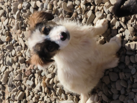 GALINA - chiot femelle, de taille moyenne, à l'âge adulte - née environ en novembre 2022 - REMEMBER ME LAND - Adoptée par Cindy (4840 - Belgique) Galina24