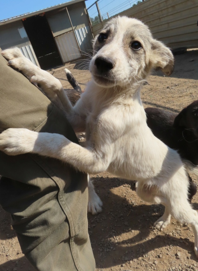 YUKI (ex GALSAIN) - chiot mâle, de taille moyenne à l'âge adulte - né environ en mai 2023 - REMEMBER ME LAND - Adopté par Allan et Estelle (93) Galsai22