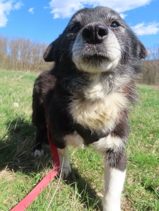 GANDHI - mâle, de taille petite à moyenne - né environ en mars 2017 - REMEMBER ME LAND - Adopté par Carine (22) Gandhi14