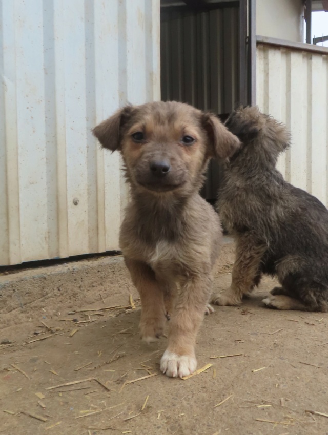 GAVROCHE - chiot mâle, de petite taille à l'âge adulte - né environ en novembre 2023 - REMEMBER ME LAND Gavroc14