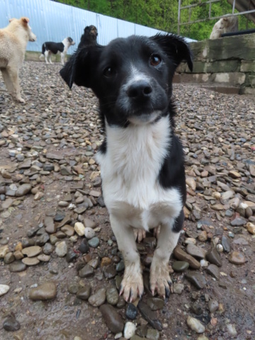 ARYA (ex GAZOLINA) - chiot femelle, de petite taille à moyenne à l'âge adulte - née environ en décembre 2022 - REMEMBER ME LAND - Adoptée par Stephanie (80) Gazoli12