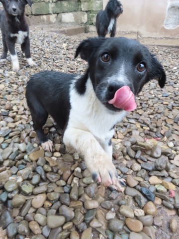 ARYA (ex GAZOLINA) - chiot femelle, de petite taille à moyenne à l'âge adulte - née environ en décembre 2022 - REMEMBER ME LAND - Adoptée par Stephanie (80) Gazoli13