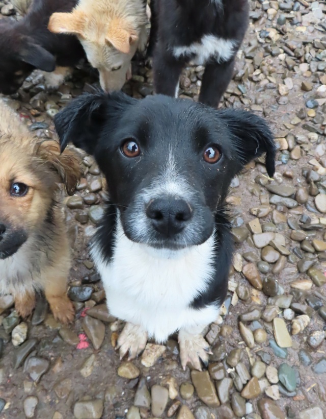 ARYA (ex GAZOLINA) - chiot femelle, de petite taille à moyenne à l'âge adulte - née environ en décembre 2022 - REMEMBER ME LAND - Adoptée par Stephanie (80) Gazoli14