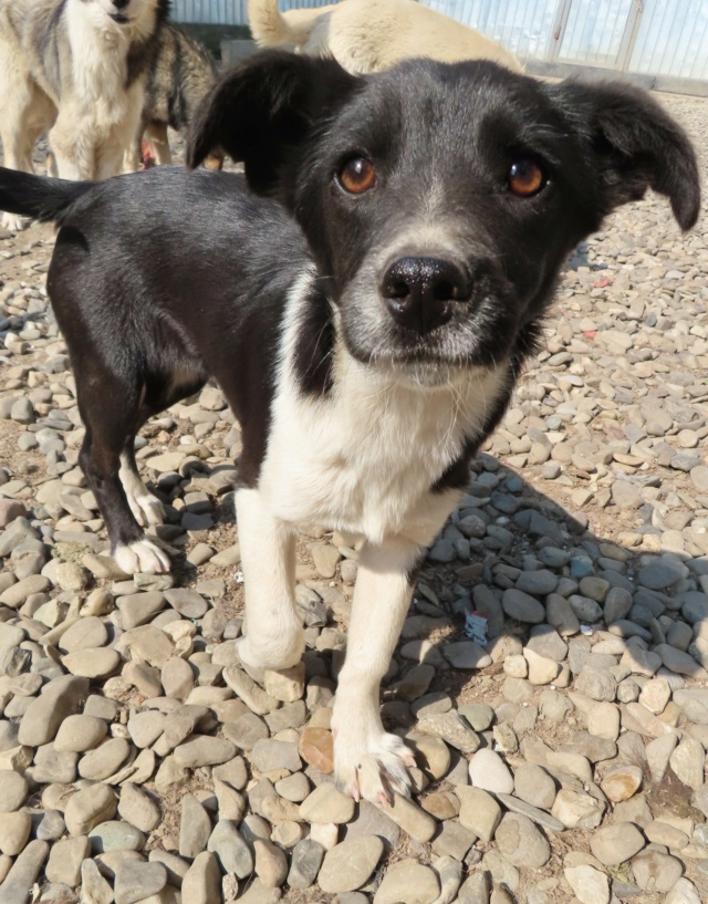 ARYA (ex GAZOLINA) - chiot femelle, de petite taille à moyenne à l'âge adulte - née environ en décembre 2022 - REMEMBER ME LAND - Adoptée par Stephanie (80) Gazoli22