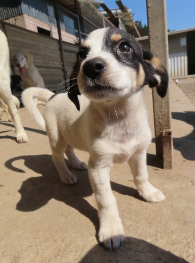 NINA (ex GENTIANE) - chiot femelle, de taille petite à moyenne à l'âge adulte - née environ en avril 2023 - REMEMBER ME LAND - Adoptée par Celine (83) Gentia19