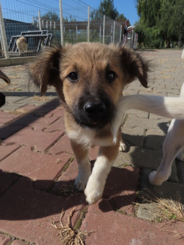 HIJA (ex GOYAVE) - chiot femelle, de taille petite à moyenne à l'âge adulte - née environ en juin 2023 - (Centre RM Pascani en Roumanie) - Adoptée par Mathilda (93) Goyave11