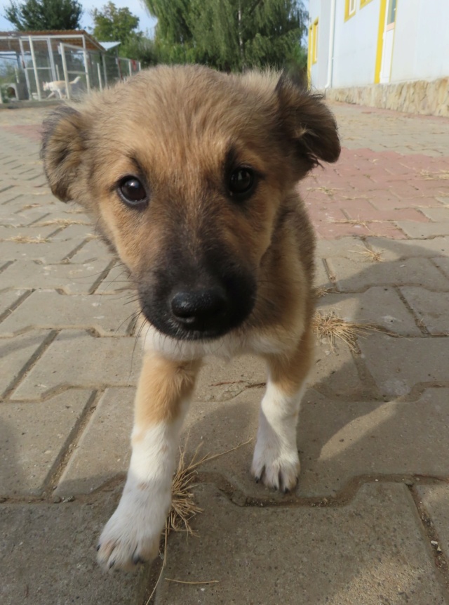 HIJA (ex GOYAVE) - chiot femelle, de taille petite à moyenne à l'âge adulte - née environ en juin 2023 - (Centre RM Pascani en Roumanie) - Adoptée par Mathilda (93) Goyave15