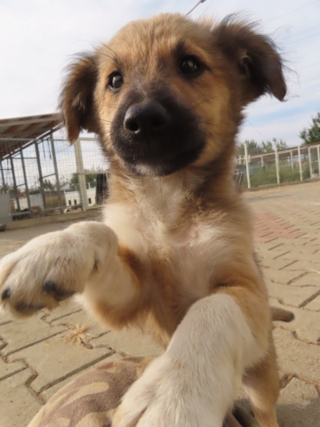 HIJA (ex GOYAVE) - chiot femelle, de taille petite à moyenne à l'âge adulte - née environ en juin 2023 - (Centre RM Pascani en Roumanie) - Adoptée par Mathilda (93) Goyave19